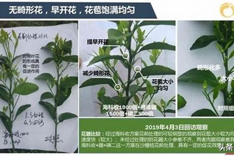 草莓大棚一亩冲多少海藻精