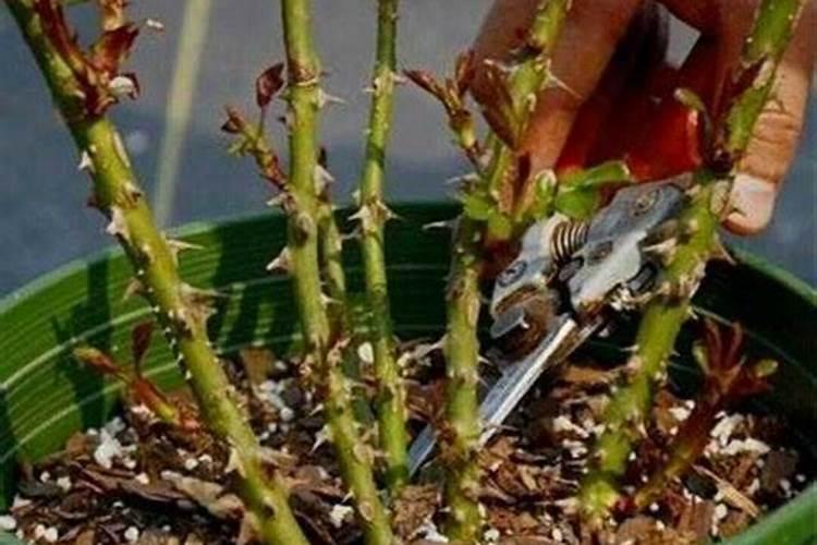 种植小麦的实验报告