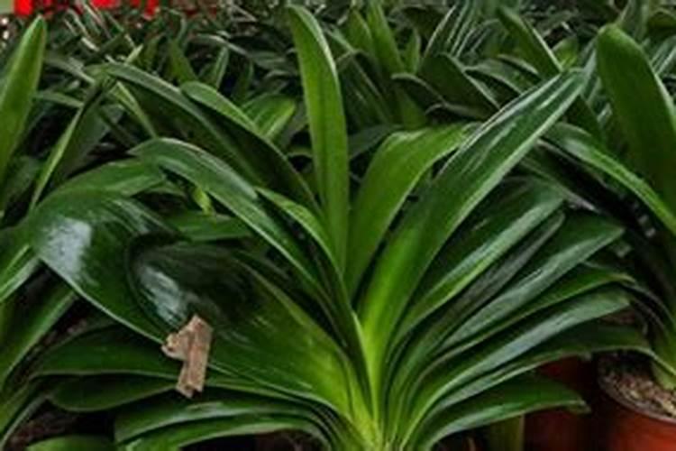 脆皮金桔孕出花苞多大就可以喷鹏肥