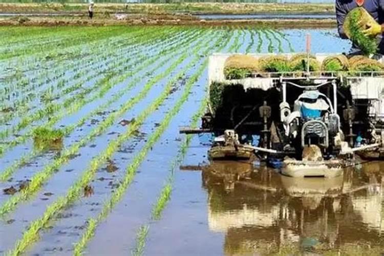 水稻什么时候喷施叶面肥最佳