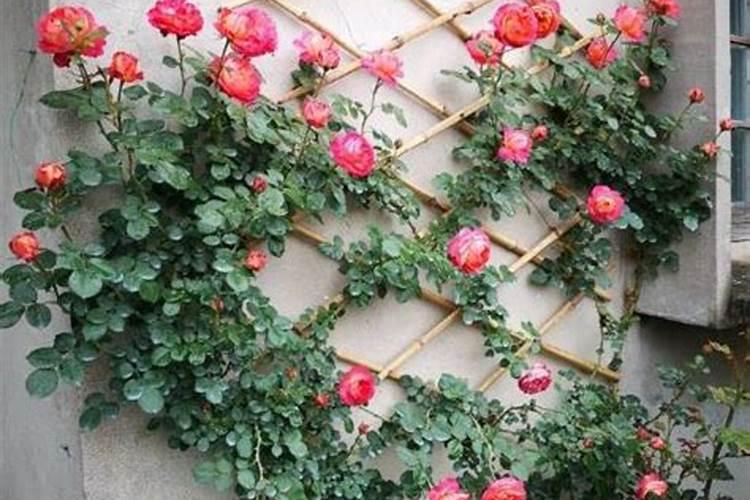 月季几月份压枝促笋