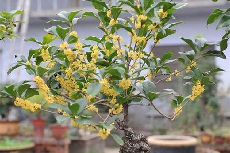 桂花树什么时候施肥好 桂花树的施肥时间