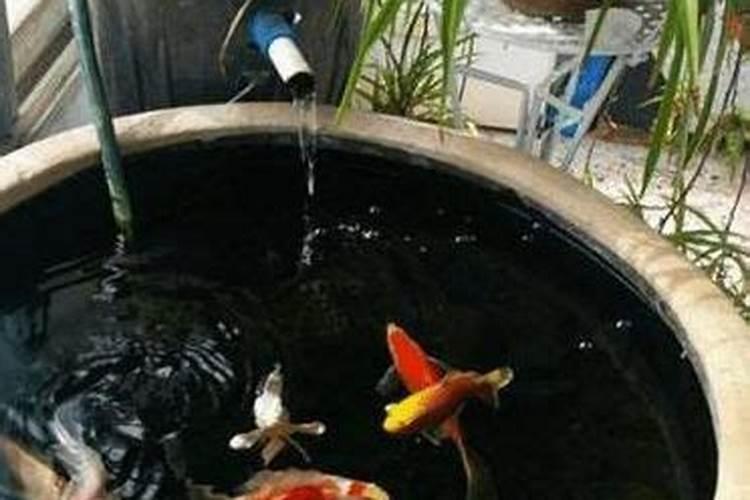 如何养好一棵月季小苗按照这6点做