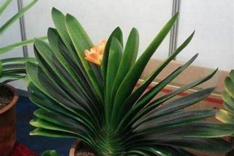 钾肥是什么肥料 植物缺少钾肥会怎么样