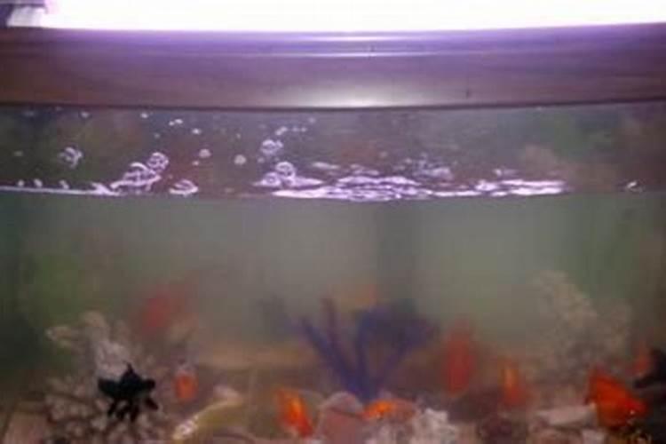 鱼内脏发酵后能交什么花