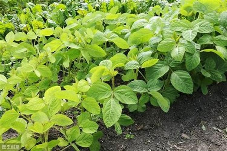 大豆种植需要施什么肥料？
