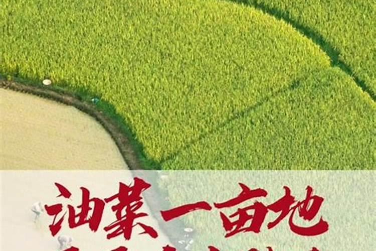 棉花怎么使用叶面肥 棉花施肥方法介绍