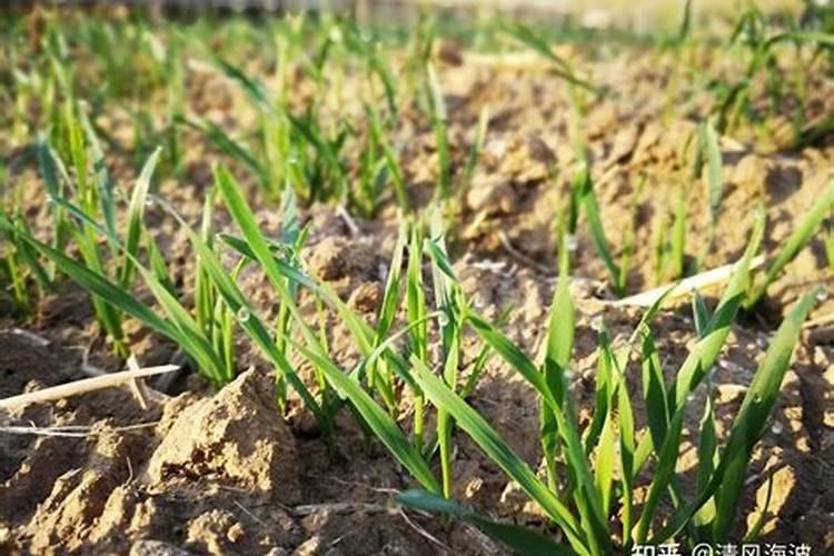 复硝酚钠和芸苔素,安鲜脂那种膨大皇冠梨效果好？