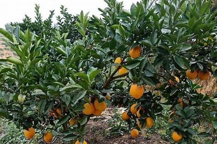 什么叫生物肥料(菌肥)？