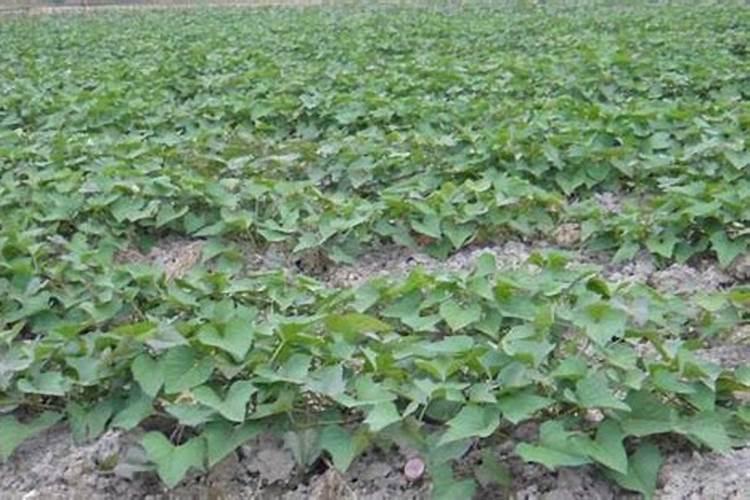 紫薯如何种植？