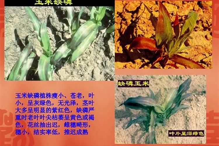 植物缺磷的症状