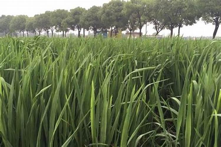 浅水藕种植技术与效益