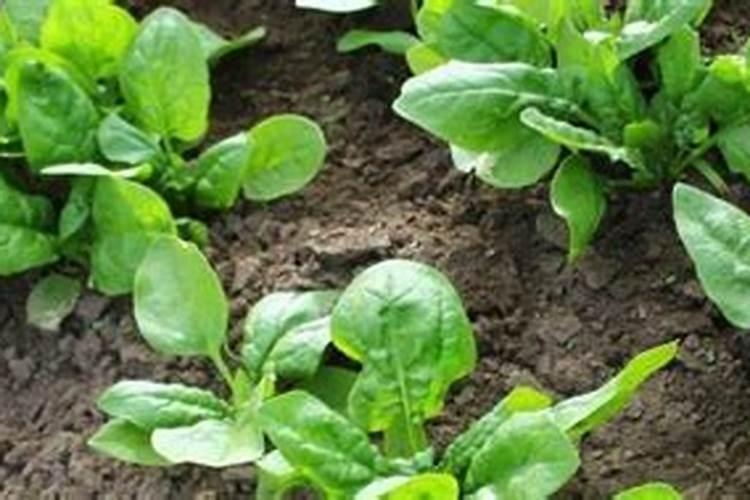 菠菜夏季高产栽培技术介绍