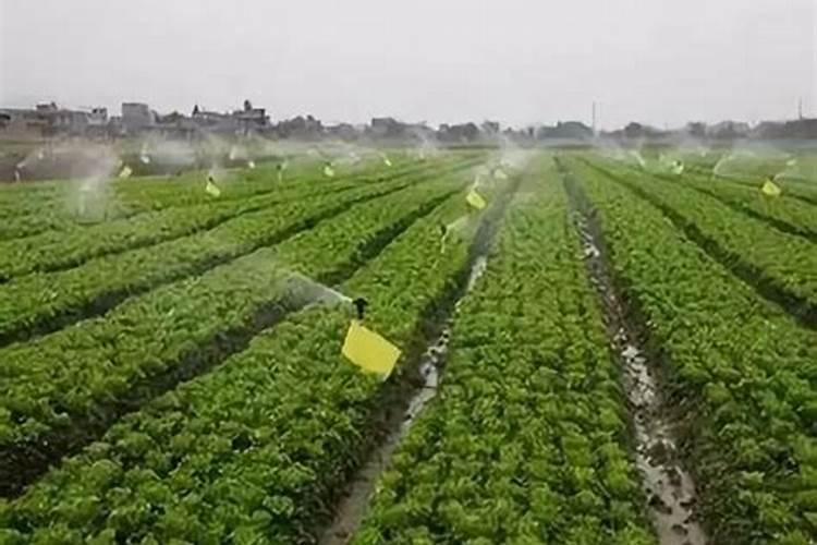 鱼蛋白使用注意事项