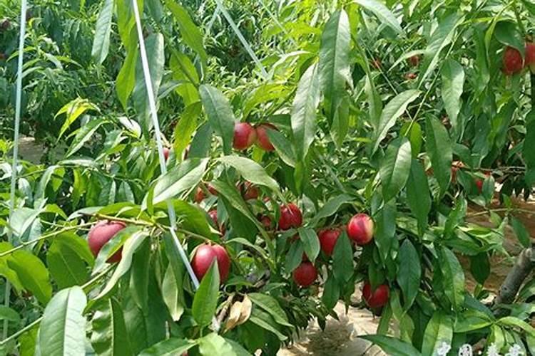 冲大棚油桃的水容肥能冲芹菜吗？