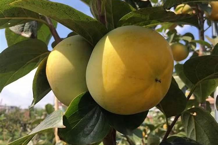 这柿子叶 黑色怎么回事