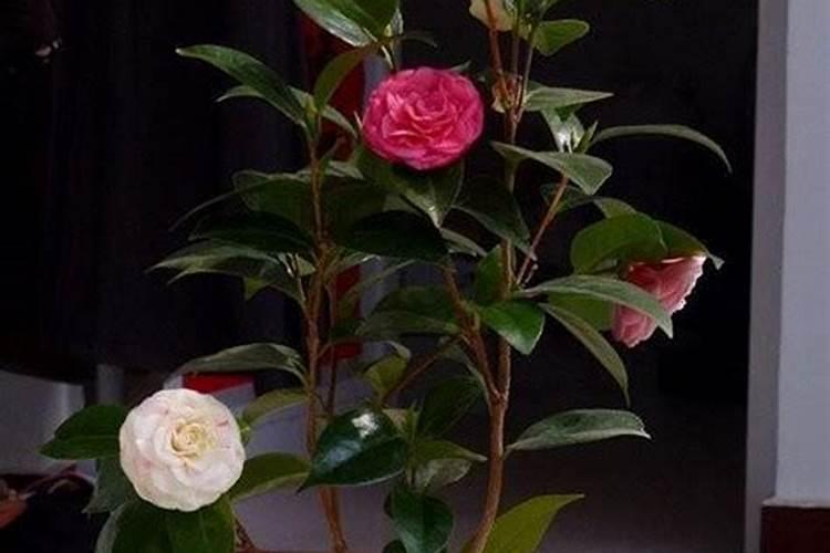 茶花施什么肥最好 茶花施什么肥