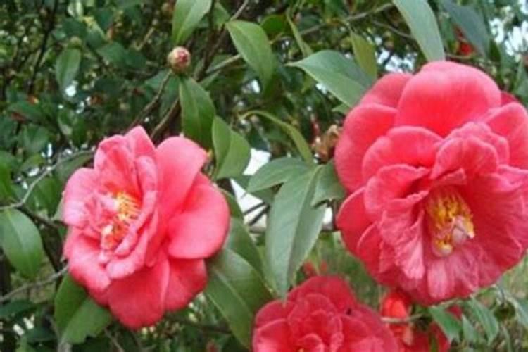 茶花冬季怎么过冬