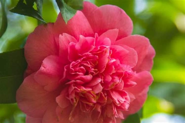 茶花怎么施肥 茶花施肥的方法