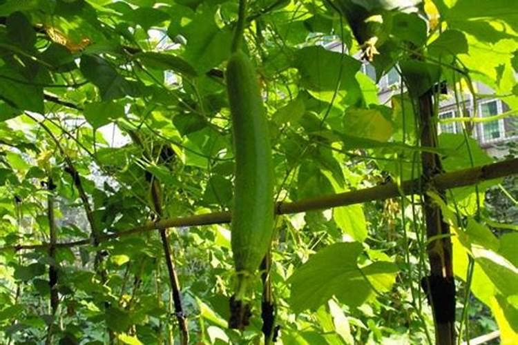 丝瓜用高钾的叶面肥可以吗