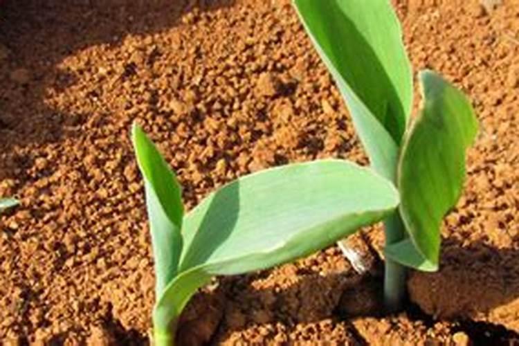 有露水可以打叶面肥吗