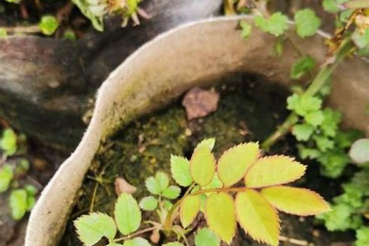 月季叶子发黄的原因和养护处理办法