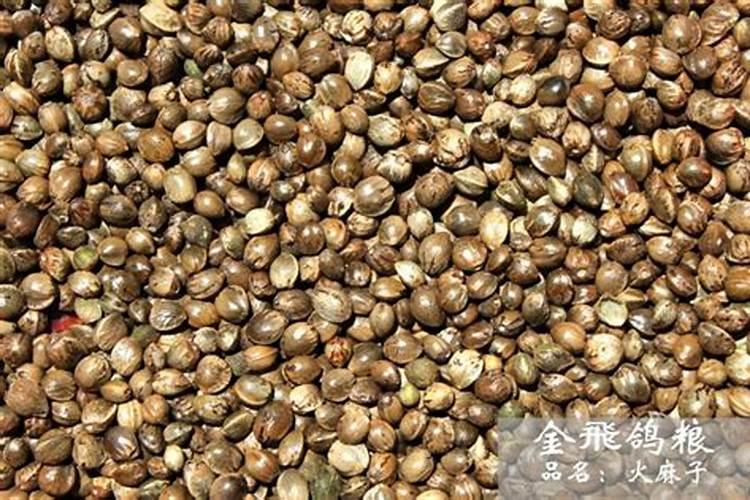 如何养好君子兰？