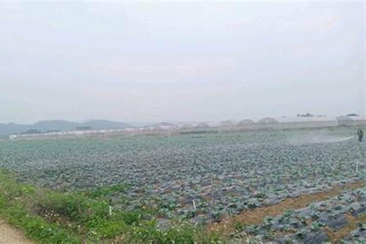 种植水稻应该如何培育壮苗,促进根系发育,促进水稻分蘖？