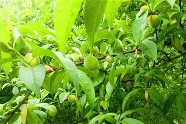 木耳菜含钙量很高是一种非常好的蔬菜,适宜自家小菜园种植吗？