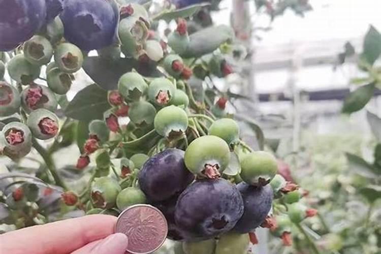 先正达益施帮叶面肥用在水果甘蔗上的应用与效果