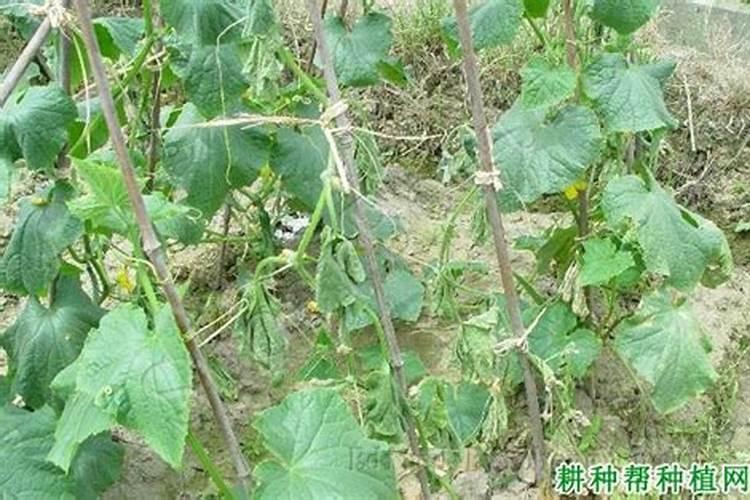 黄瓜叶片变黄怎么办？这样做,7天去黄,快速恢复生机!