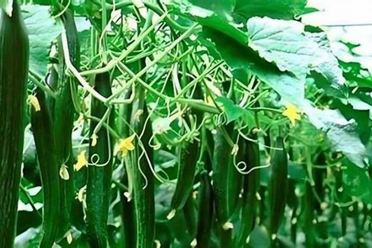 黄瓜苗多大可以施肥