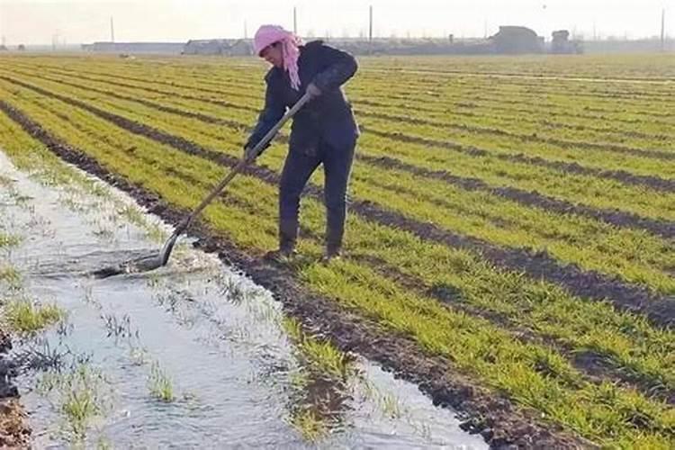 小麦追施反青肥用什么肥？