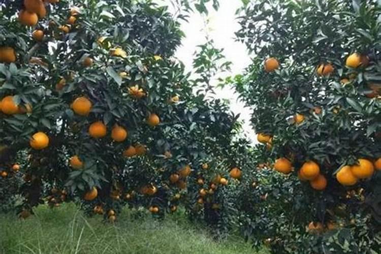 玫瑰花多久浇一次水合适