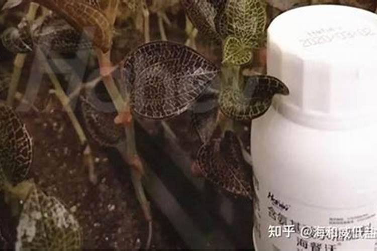 李子树打药时间表