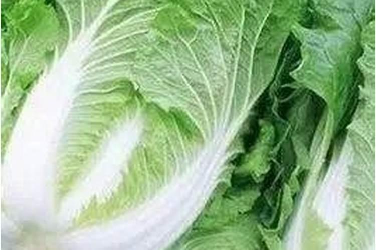 种白菜的最佳肥料
