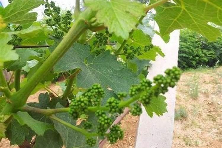 葡萄花期可以喷施叶面肥吗