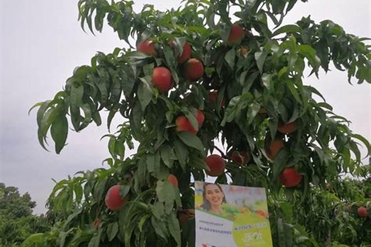 小叶赤楠养护方法