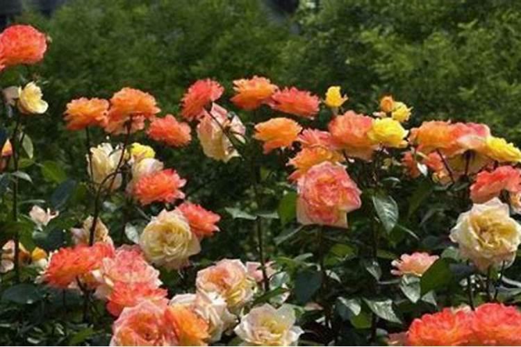 梅雨季节月季的嫩枝条乱窜该如何管理