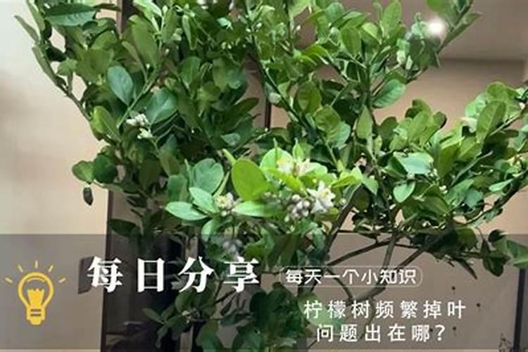 柠檬可以做肥料吗