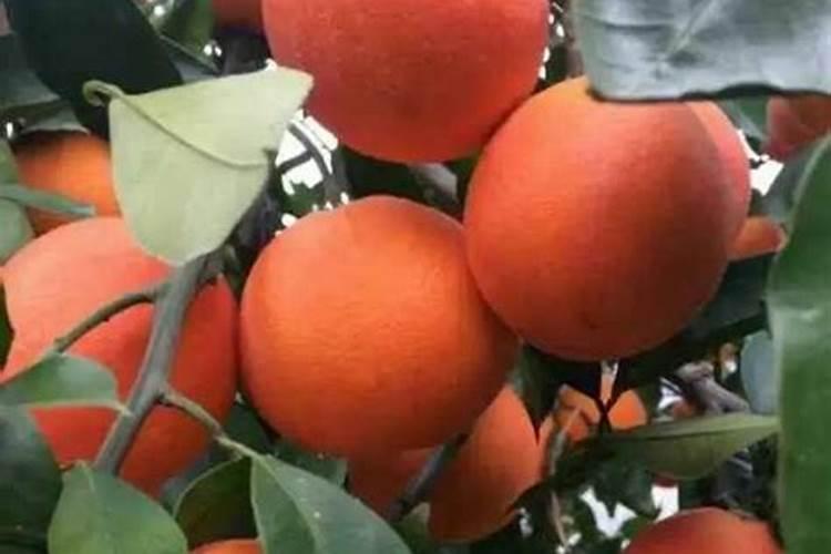 血橙种植技术详解
