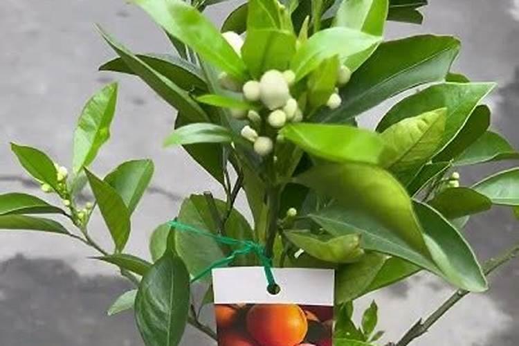 血橙树怎样施肥