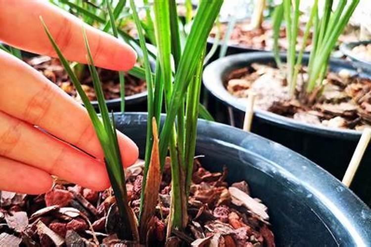 山东好一点的蛋鸡饲料厂家有哪些？