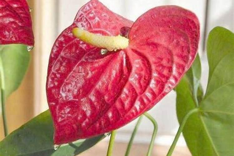 正大康地反刍饲料在那里生产