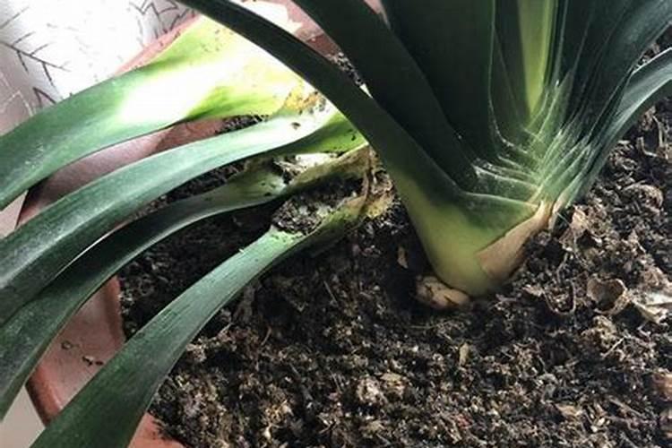 颗粒肥料怎么给花施肥