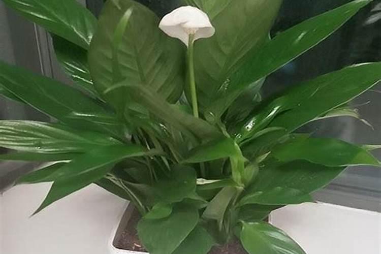 高产大姜施肥方法 姜如何施肥