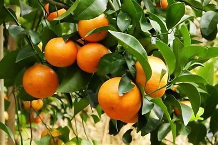 沙糖桔该几月份放钾肥