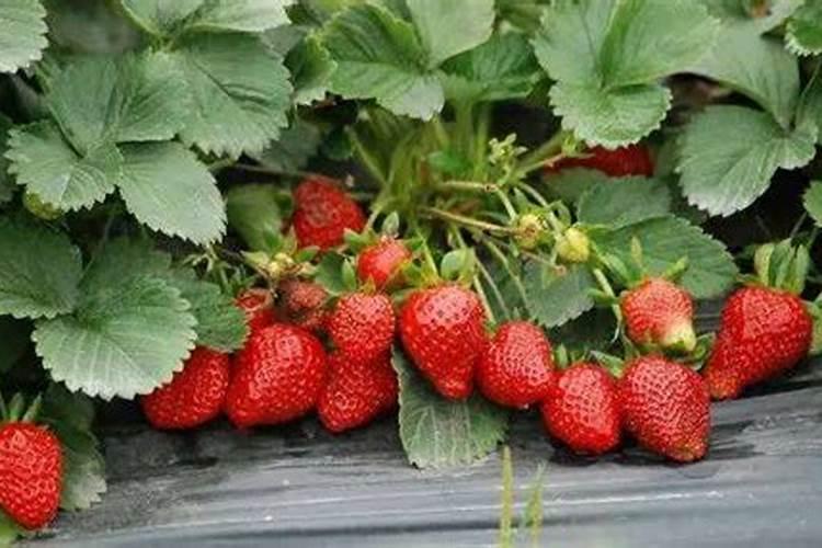 在大豆上芸苔素什么时候用最合适呢