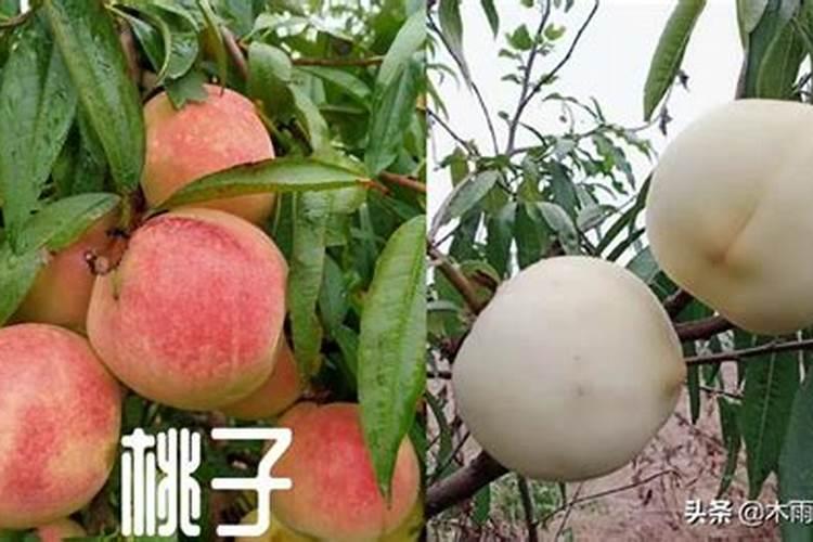 桃子什么时候是膨大期