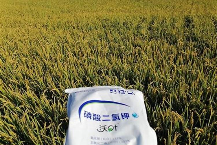 三角梅难开花如何养护开花更多